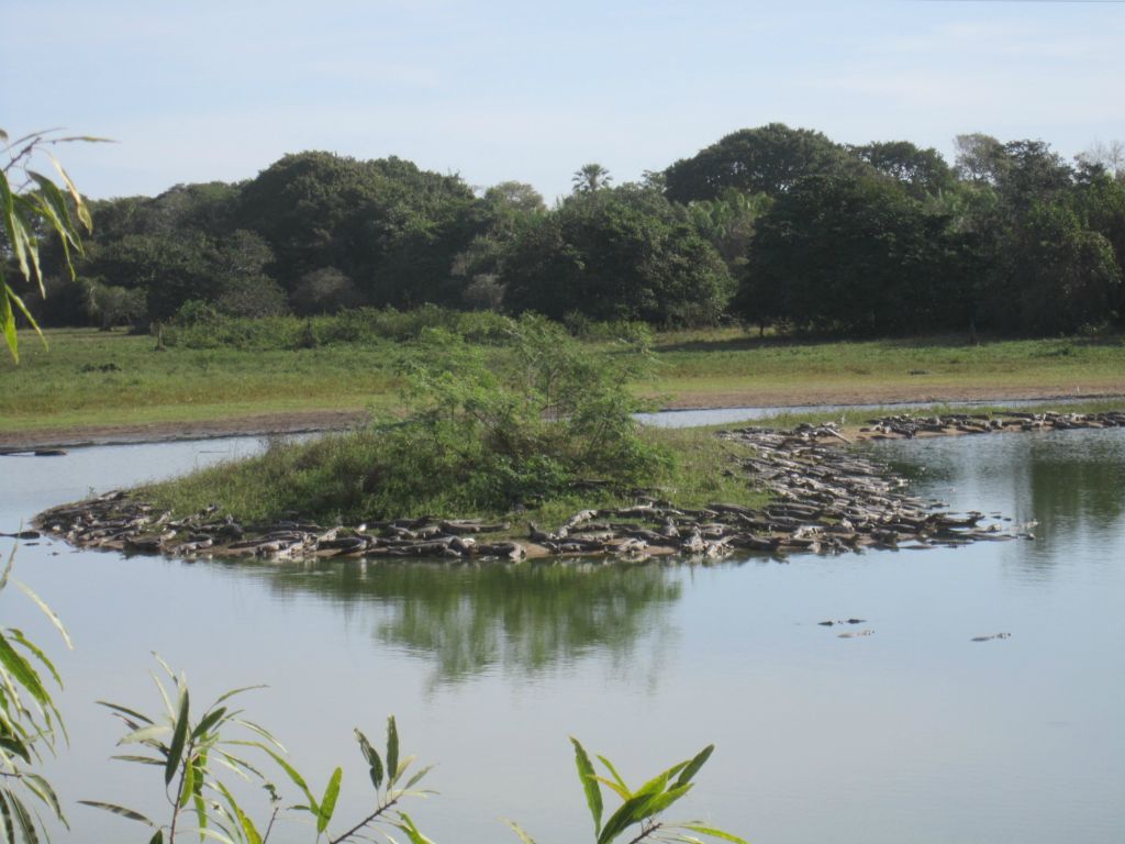 Pantanal brsilien