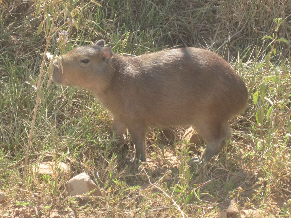 Carpincho - Reserve Ibera centre visiteur