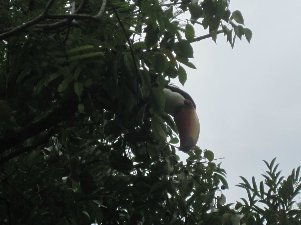 Toucan