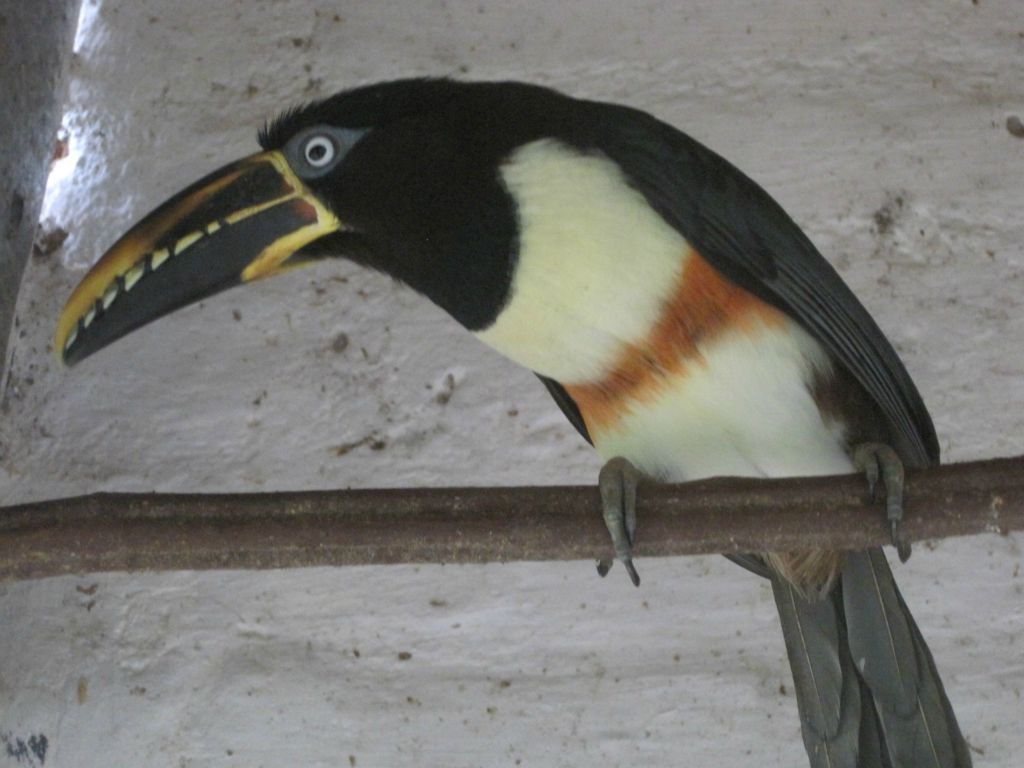 Jardin des oiseaux à Obera