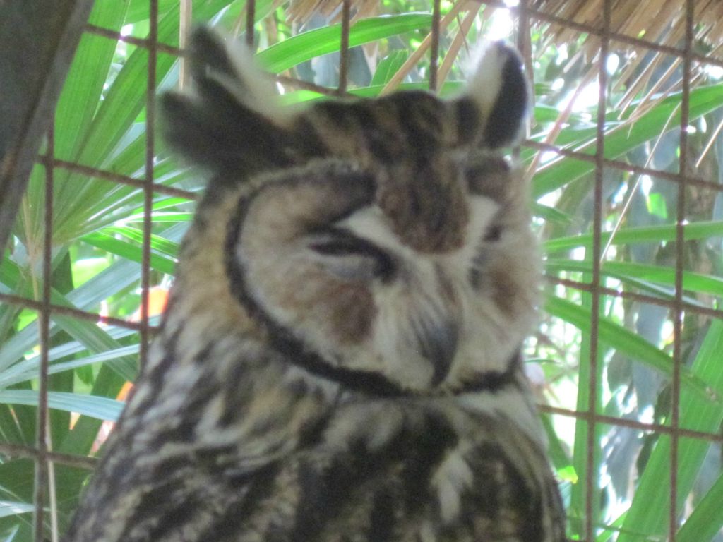 Jardin des oiseaux à Obera