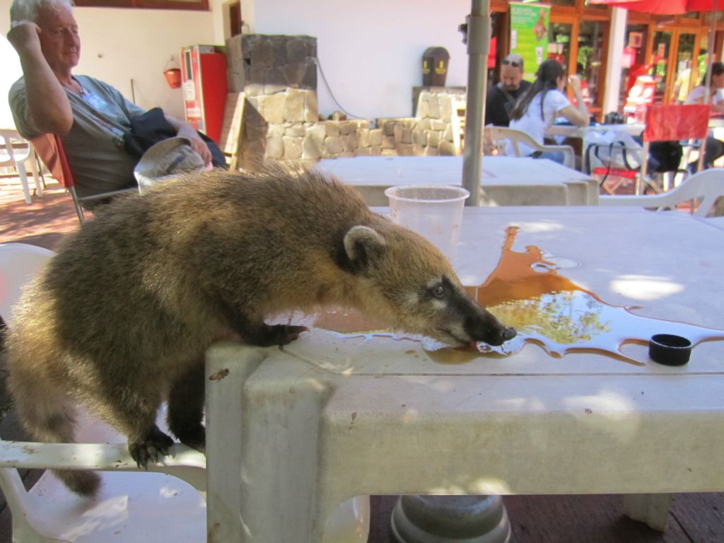 Coatis pénibles
