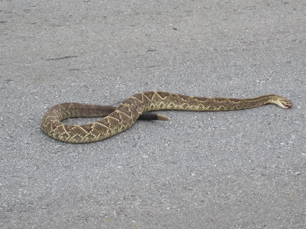 Un crotale (serpent à sonnette)