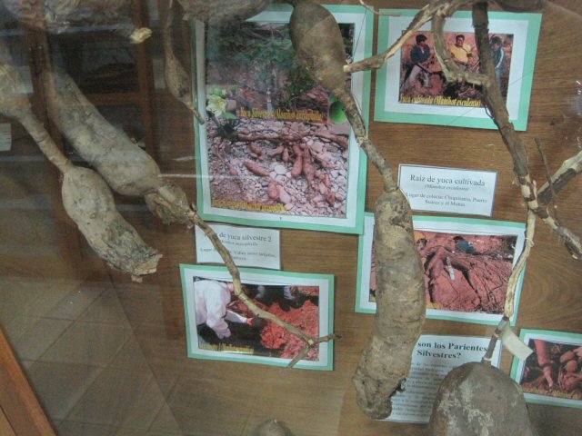 musée d'histoire naturelle Noel Kempff Mercado