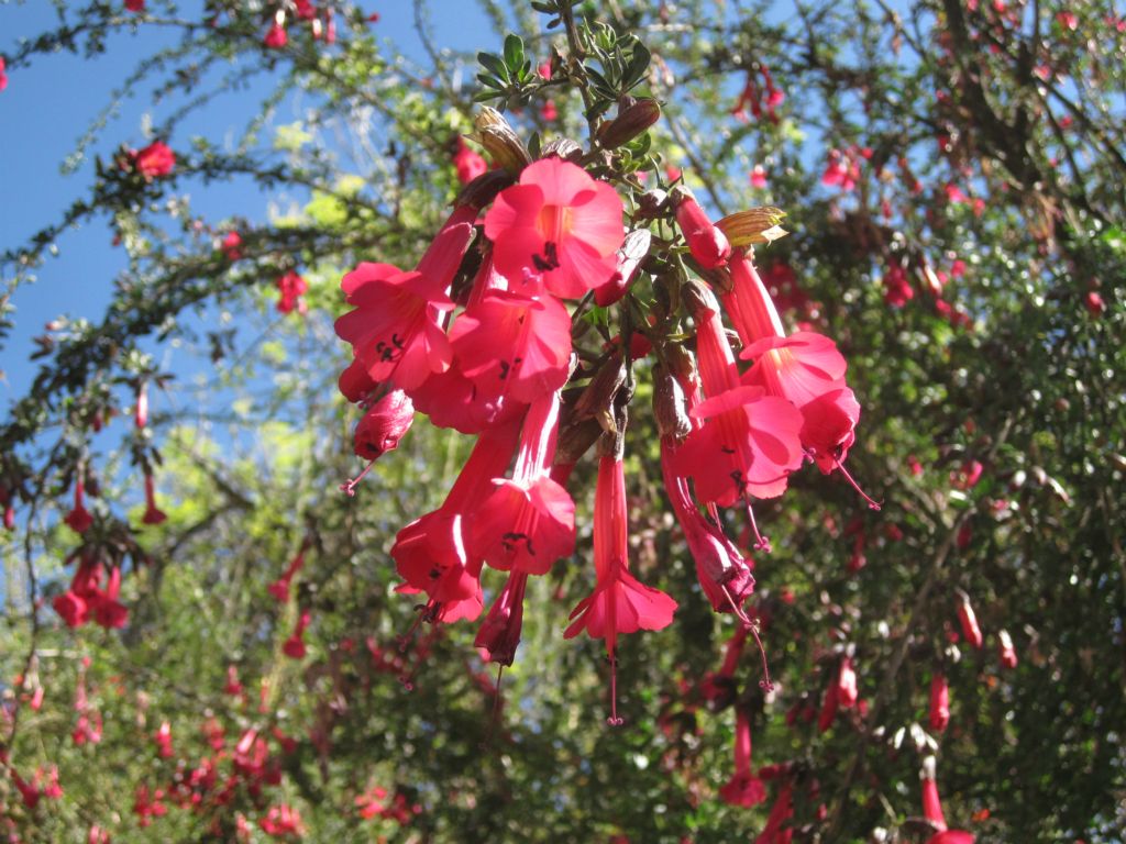 La Kantuta, la fleur symbole de la Bolivie