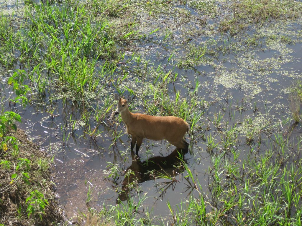 Pantanal brésilien