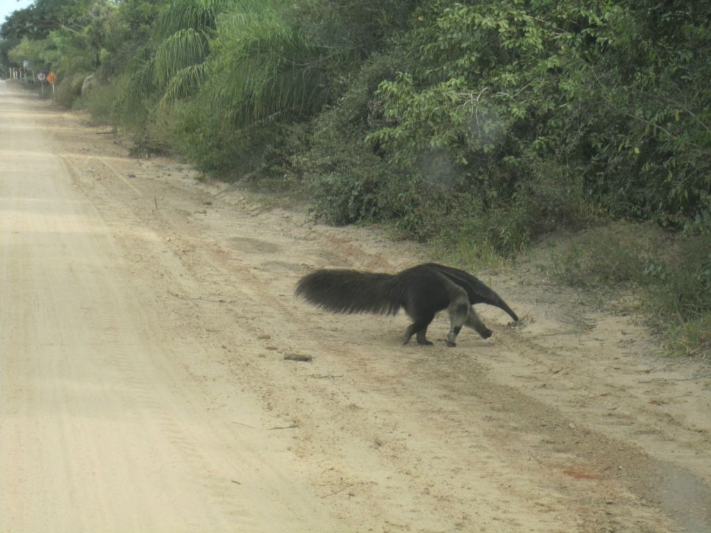 Un tamanoir dans le Pantanal brésilien